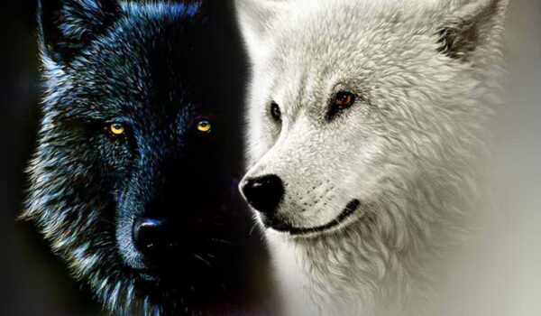 “Los dos lobos “